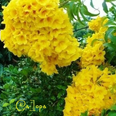 

Кампсис жёлтый Флава (Campsis Radicans Flava)