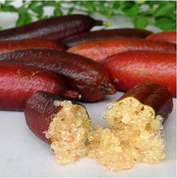 

Лайм Фингер Прозрачный (FINGER LIME Wauchope) 20-25 см.ПРИВИТЫЙ Комнатный, Коричневый
