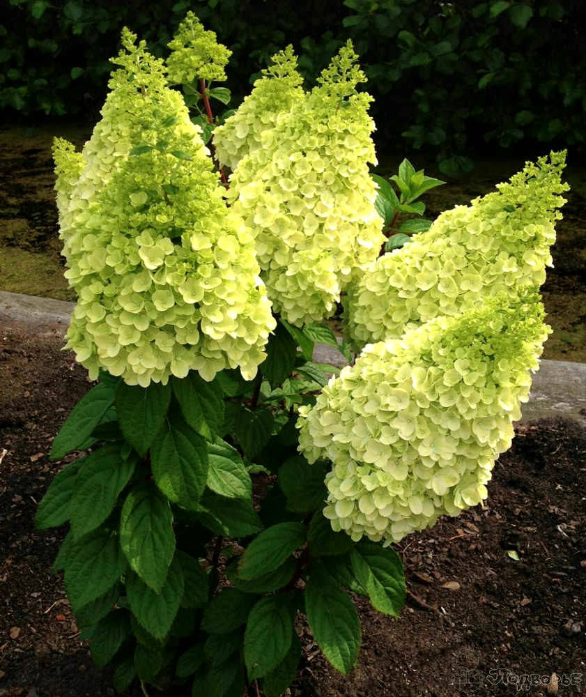 

Гортензия метельчатая " Мэджикал Килиманджаро " \ Hydrangea paniculata Magical Kilimangaro ( саженцы 3 года )
