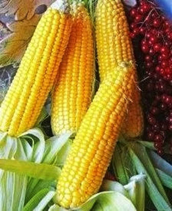 

Семена кукурузы сахарной Ароматная