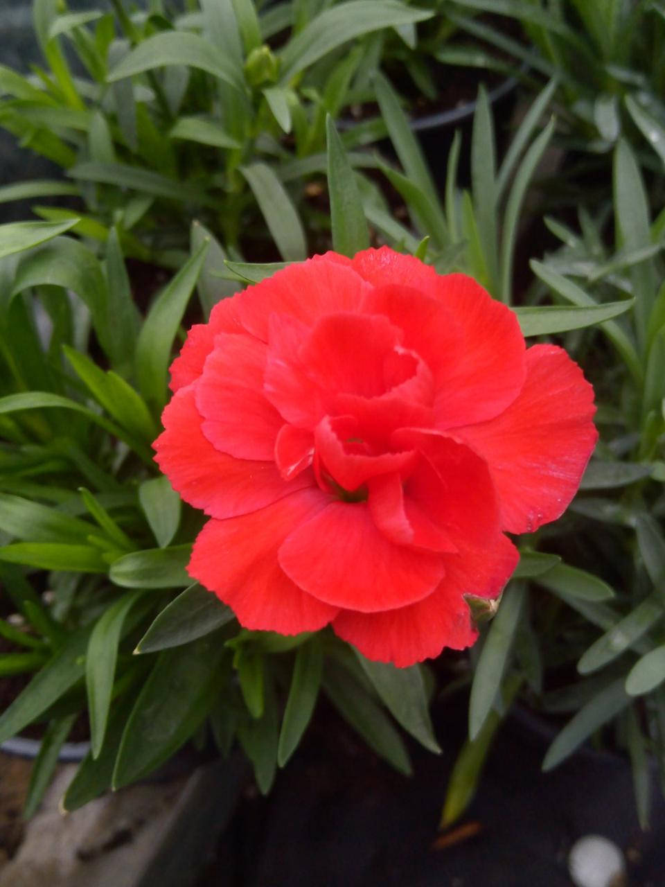 

Гвоздика Coral Red в горшке 0.4л