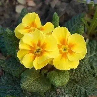 

Примула Chic In Yellow