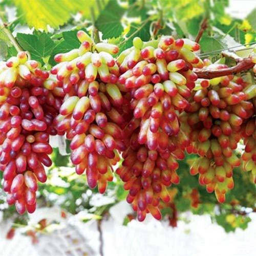 

Саженцы винограда МАНИКЮР ФИНГЕР средне позднего срока созревания