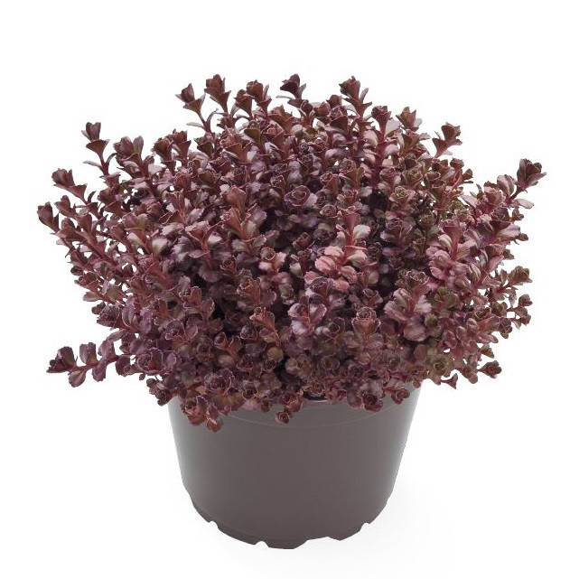 

Седум(Очиток) многолетний 10 шт Benary Германия Voodoo