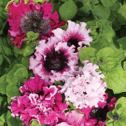 

Семена Петуния крупноцветковая Супербиссима смесь 50 сем W.Legutko 5154