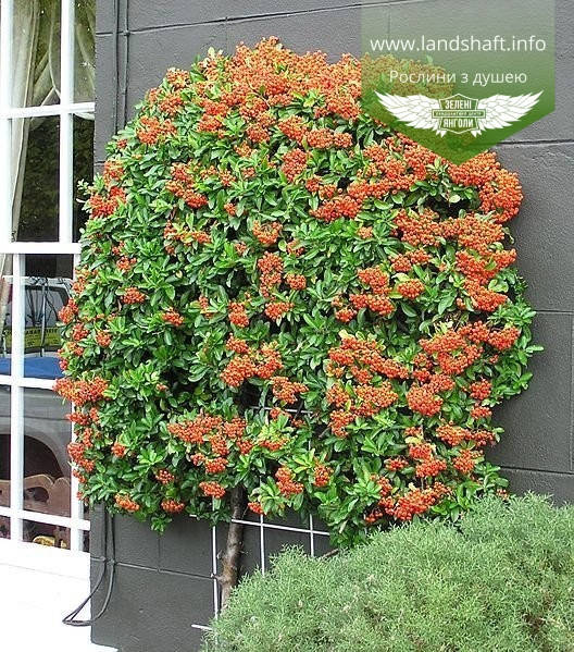 

Pyracantha coccinea 'Orange Glow', Піраканта яскраво-червона 'Оранж Глоу',P9 - горщик 9х9х9