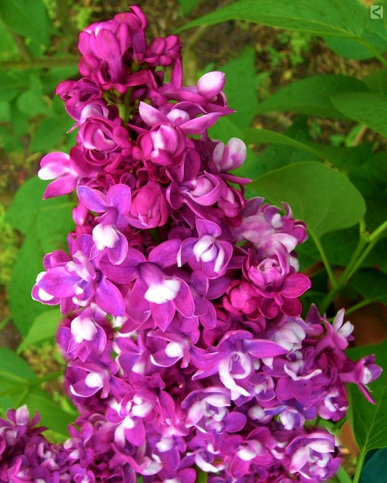 

Сирень Этуаль Де Мей \ Syringa vulgaris 'Etoile de Mai'.( саженцы 2 года 80 - 100см )