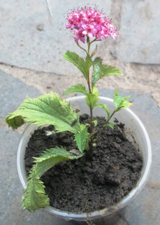 

Спирея японская Криспа. Укорененные черенки в контейнерах Д5.