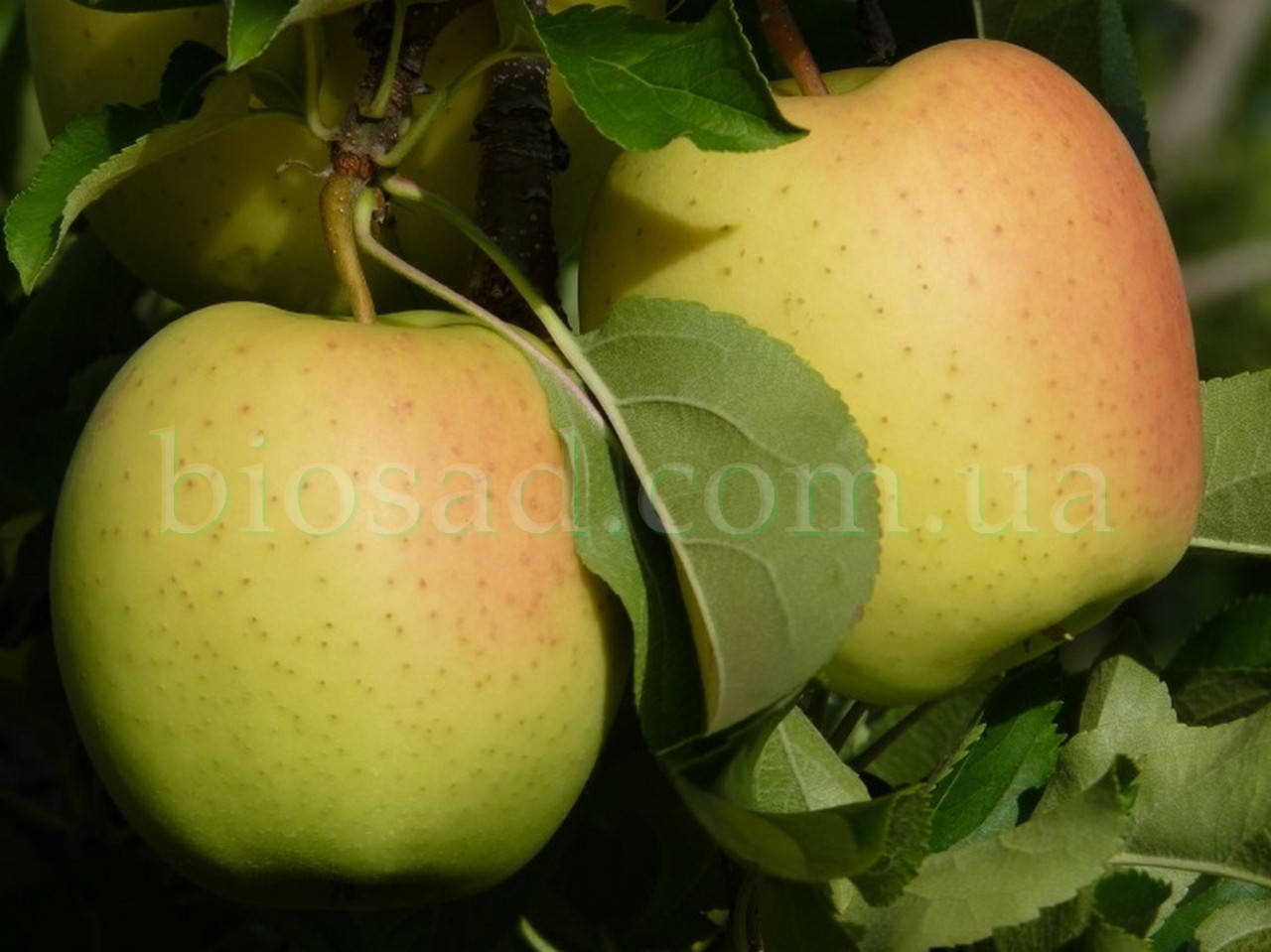 

Яблоня Голден Делишес Рейнджерс (Golden Delicious Rangers) ЗКС