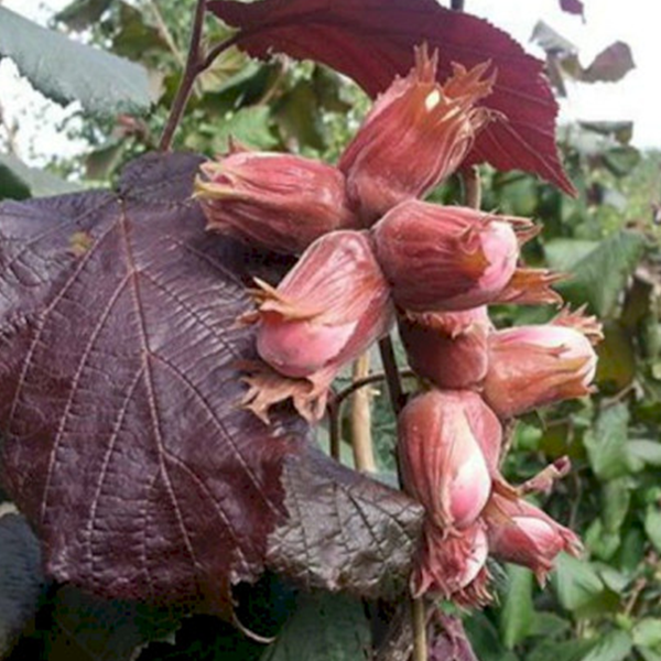 

Саженцы краснолистного фундука «Сирена» - 2-летний