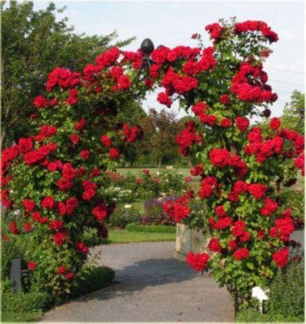 

Роза Ред Парфюм