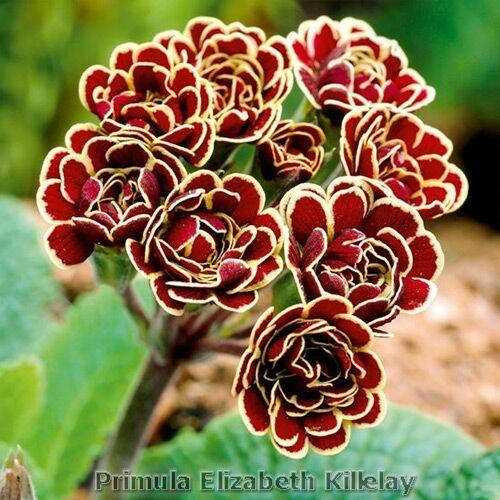 

Примула Elizabeth Killelay (Элизабет Киллелэй)