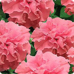 

Семена Петуния махровая мультифлора Дуо F1 Лососевая 200 семян Pan American