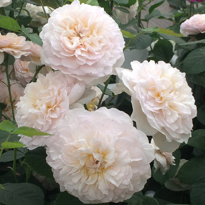 

Эмили Бронте (Emily Bronte)