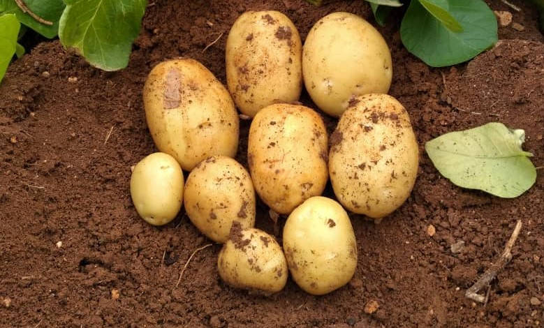 

Картофель столовый Мадрид, 20 кг