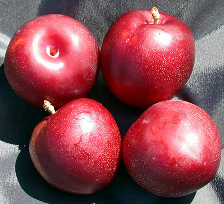 

Слива Хироми Ред /Hiromi Red/. (вв). Подвой алыча