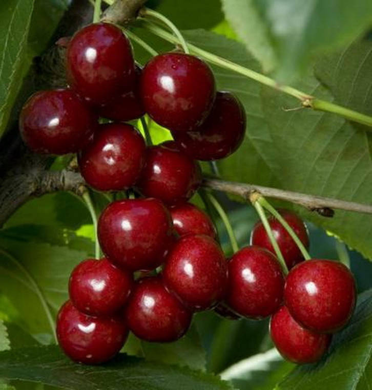 

Черешня Саммит. (вс). Подвой колт