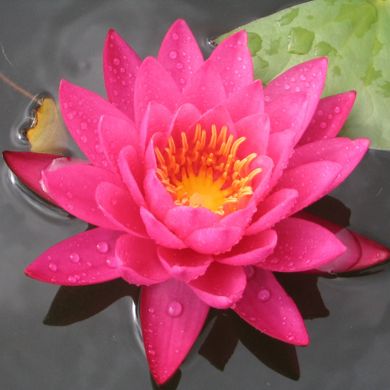 

Нимфея "Бернайз Икинс" - Nymphaea "Bernis Ikins"