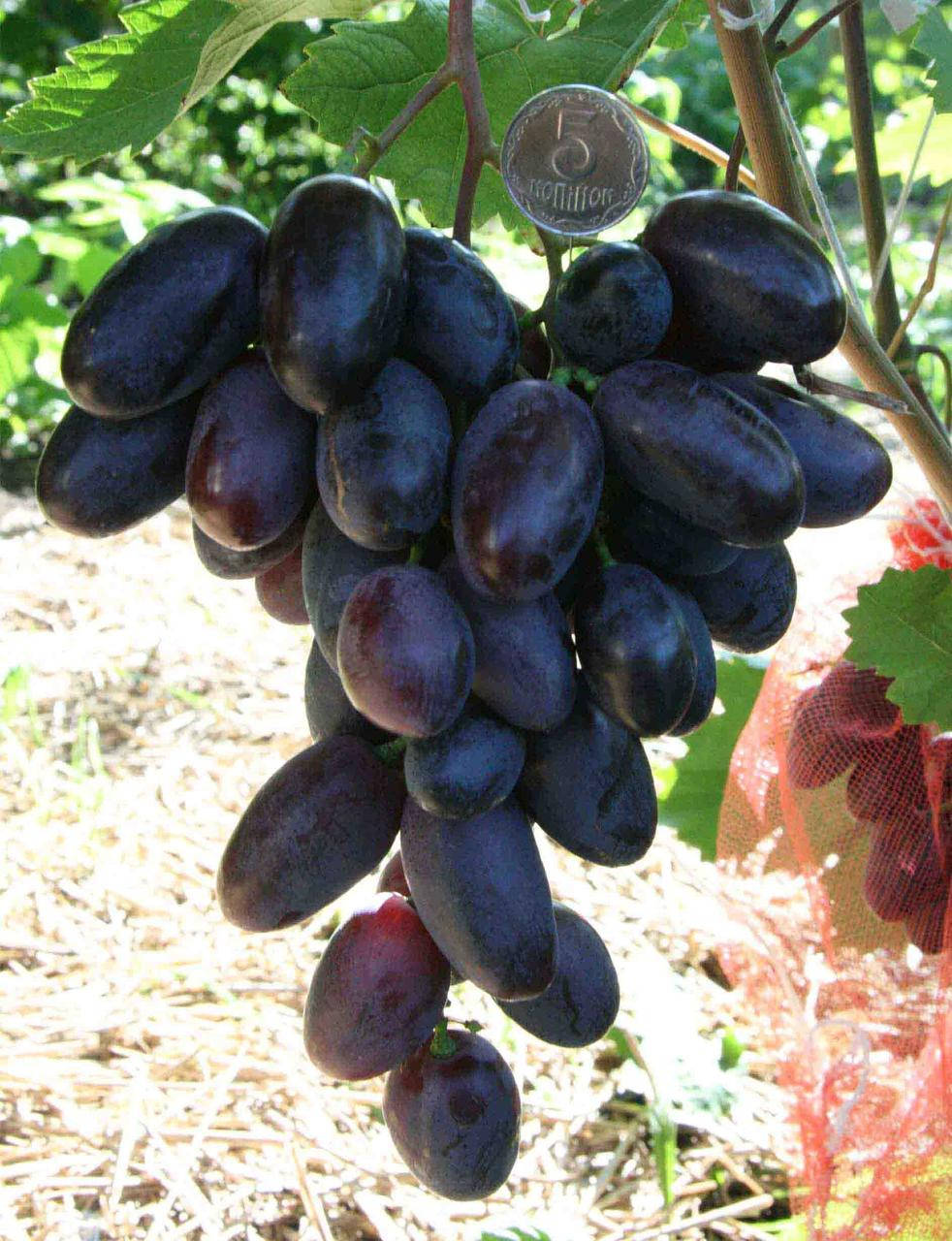 

Черенки винограда Альфа Калугина