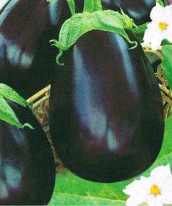 

Семена баклажана Черный красавец