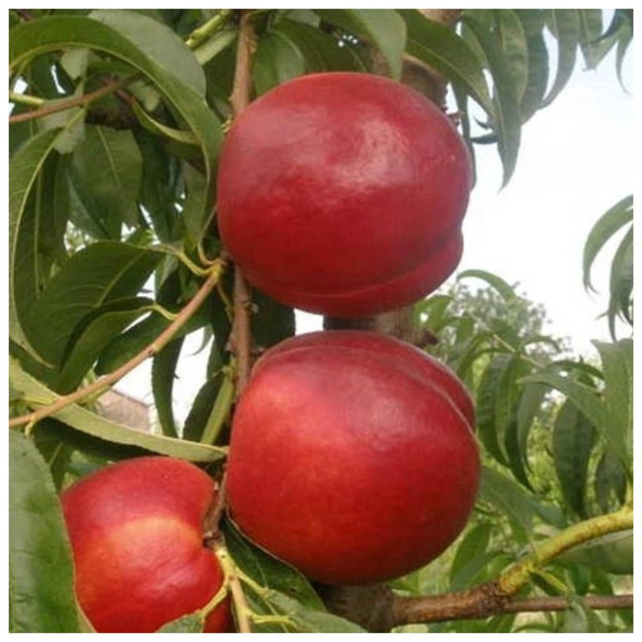 

Нектарин Хоней Хейвен ранний