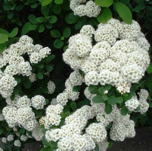 

Саженцы Спиреи ниппонской Сноумаунд (Spiraea nipponica Snowmound)