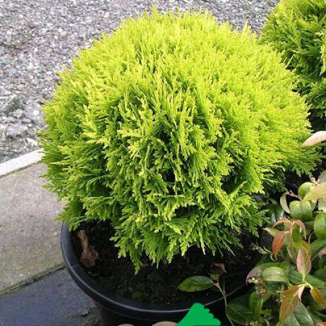 

Туя западная Мириам ( Thuja Miriam) контейнер С 1.5 высота h 15-20см+