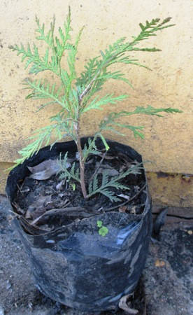 

Туя західна Глобоза. В контейнерах Д12.