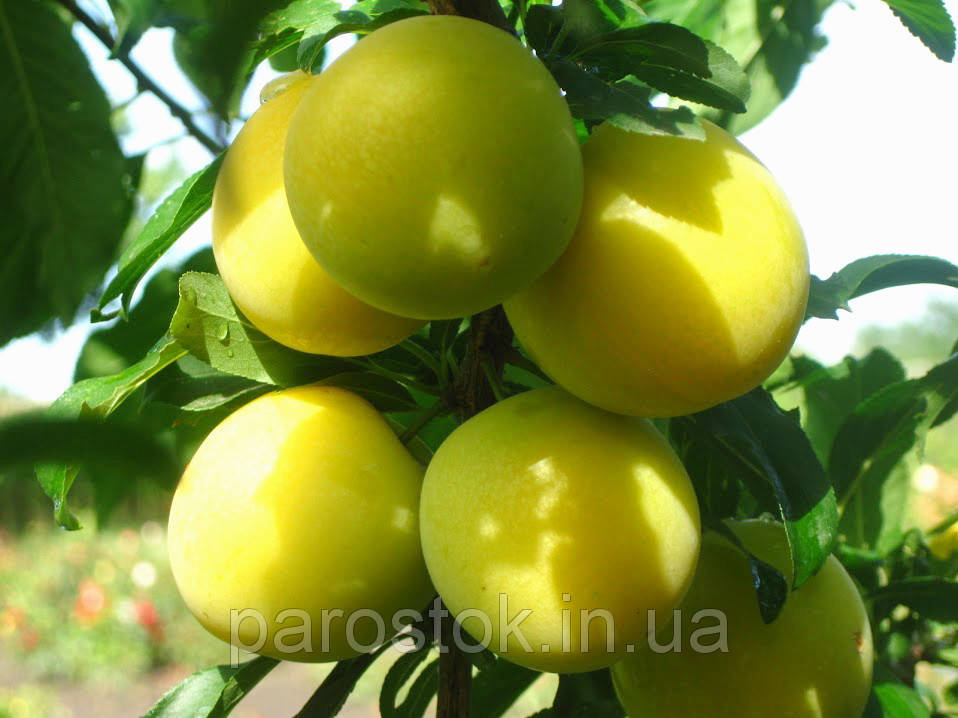 

Алыча Гек. (ввв). Подвой алыча