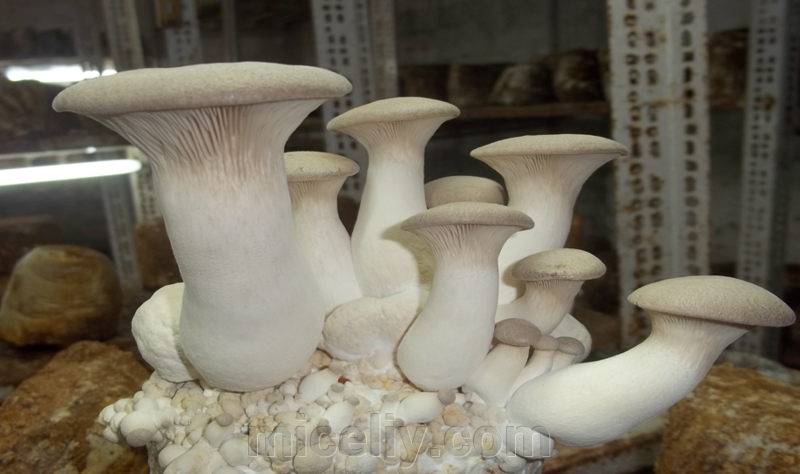 

Мицелий Вешенки королевской, 150г.