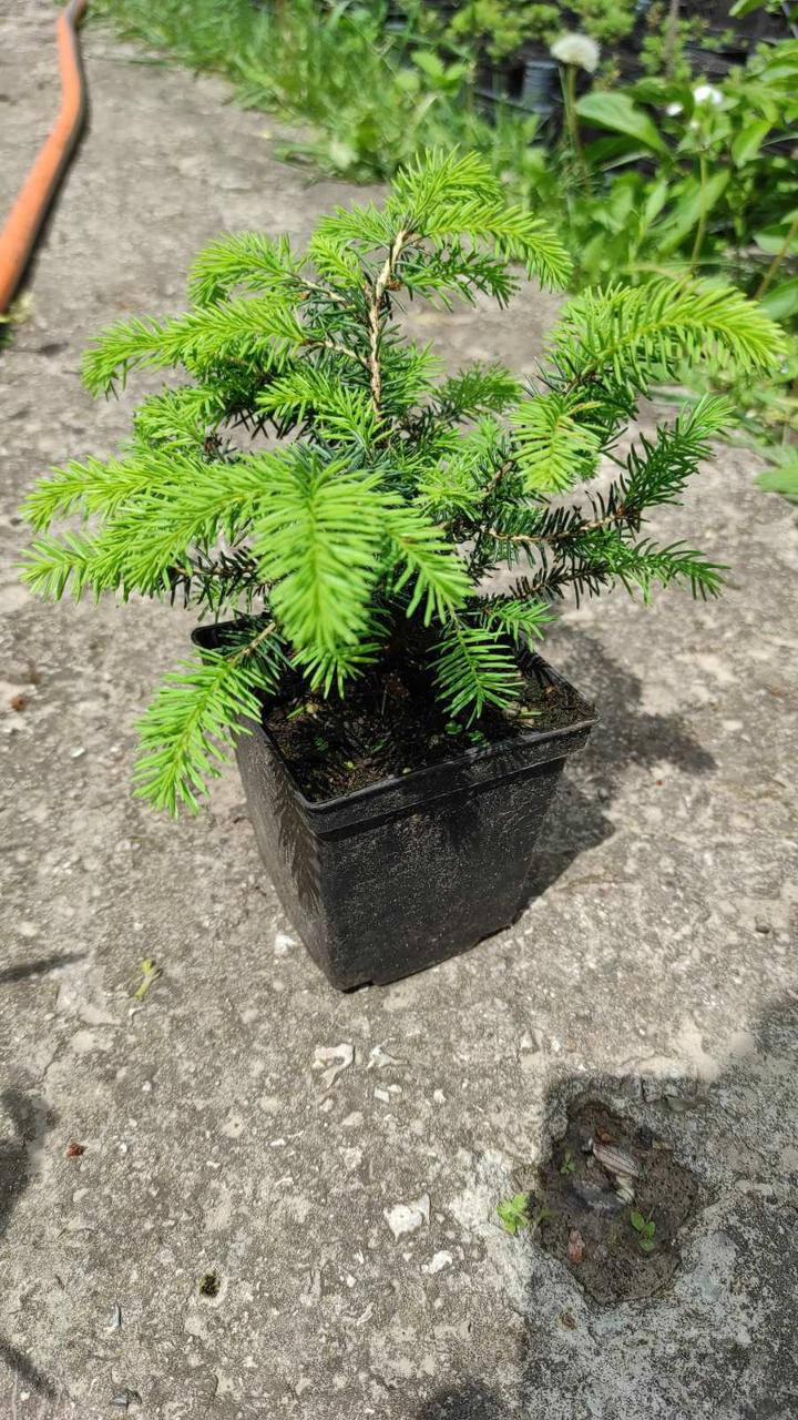 

Ель обыкновенная Нидиформис (Picea abies "Nidiformis) 15см
