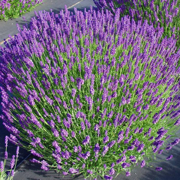 

Саженец Лаванда Hidcote 0,5 л