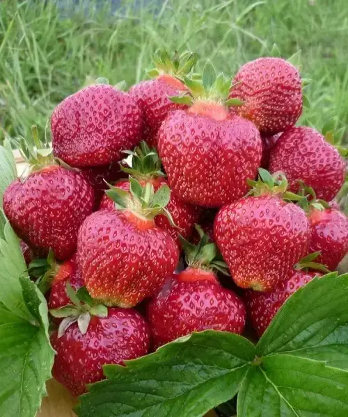 

Саженцы клубники ЭВЕРЛИ ремонтантная