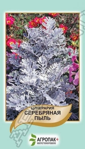 

Семена Цинерария Серебряная пыль 0,1 грамма Агропак, Светло-серый