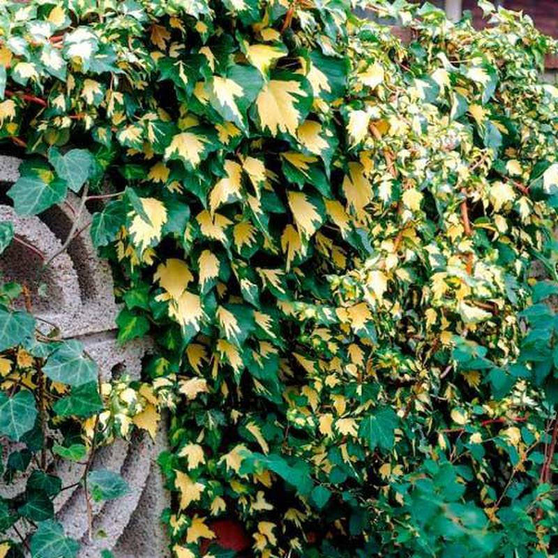 

Плющ Голдхарт, Hedera helix Goldheart