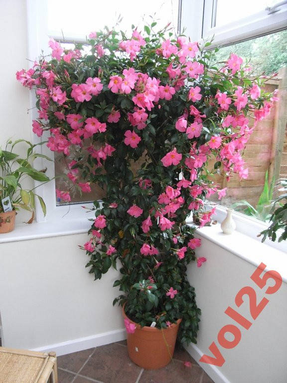 

Дипладения SUNDAVILLE ROSE