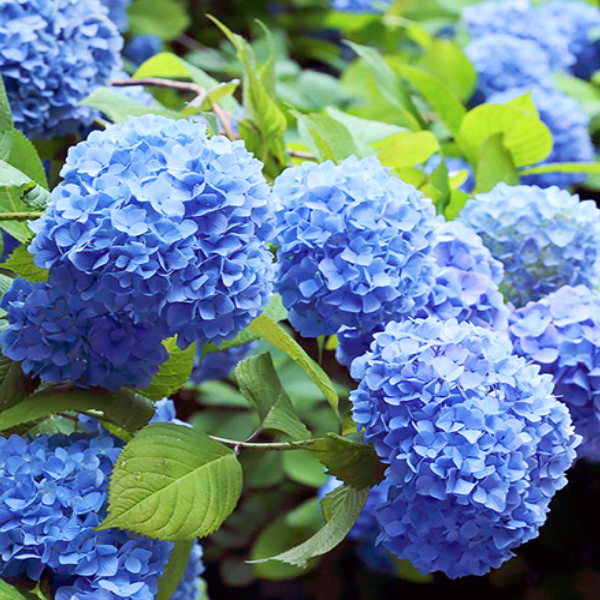 

Саженцы гортензии «NIKKO BLUE»