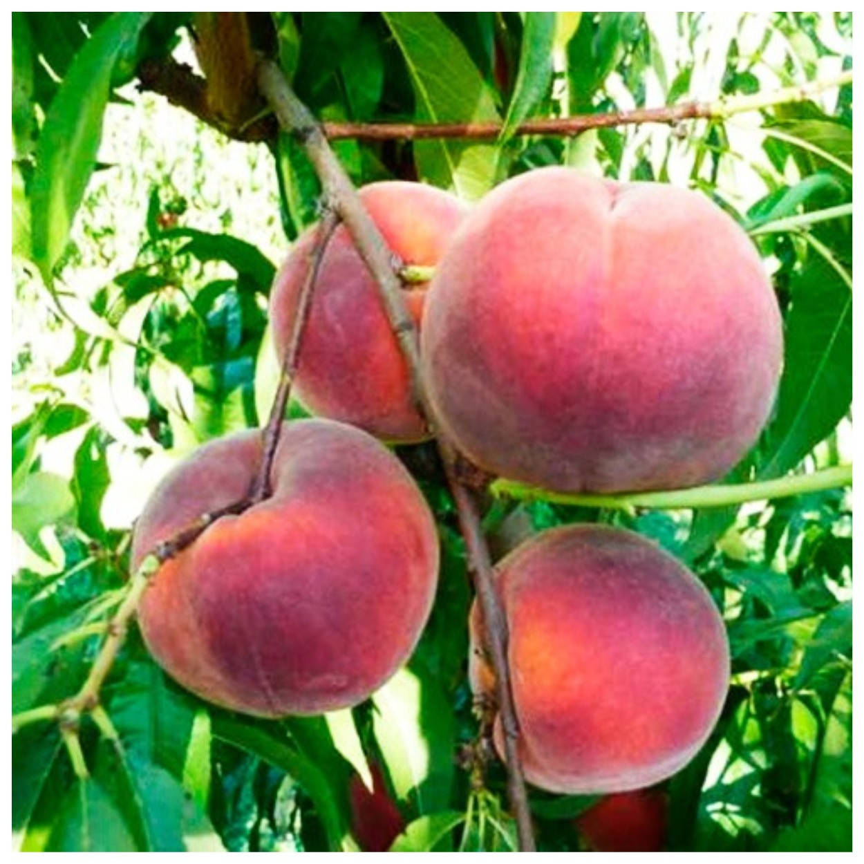 

Персик Вулкан Т-1 ранний