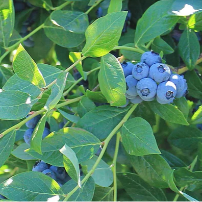 

Бонус - 2,5 - летний саженец голубики