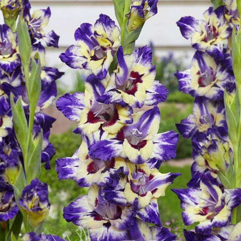 

Гладиолус Circus Club Луковицы