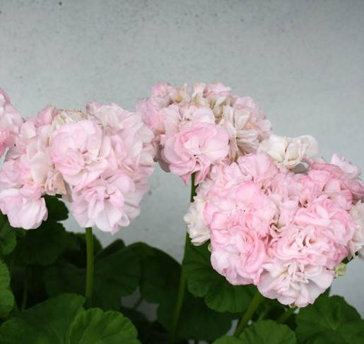 

Пеларгония Dovepoint