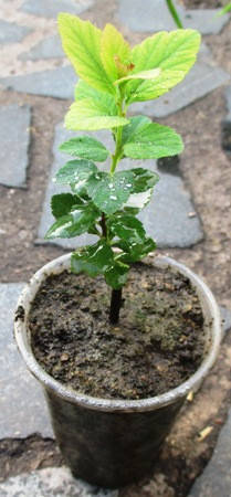 

Спирея березолистная. Укорененные черенки в контейнерах Д5.