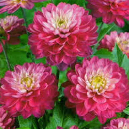 

Георгина низкорослая Melody Lizza