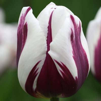 

Тюльпан Rems Favourite (луковицы) 2 шт