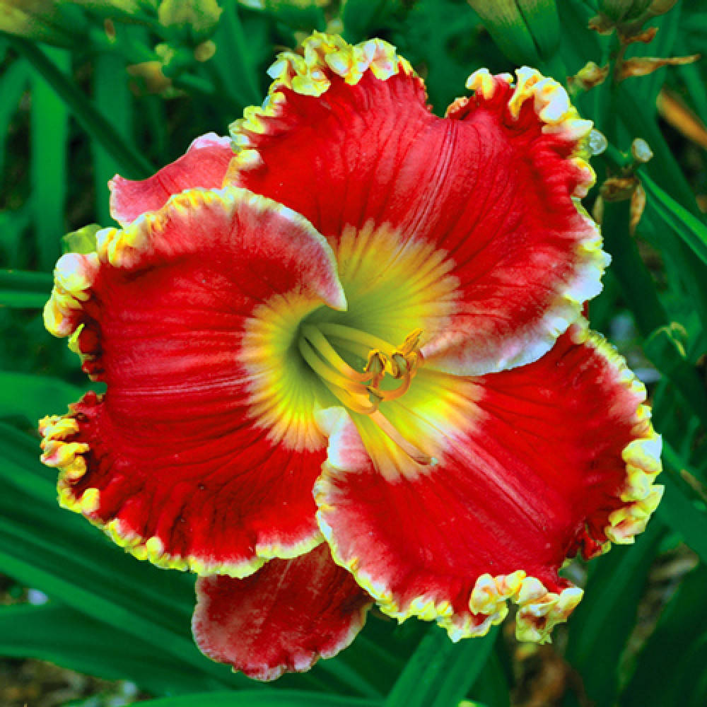 

Лилейник Борн Ту Ран (Born To Run)