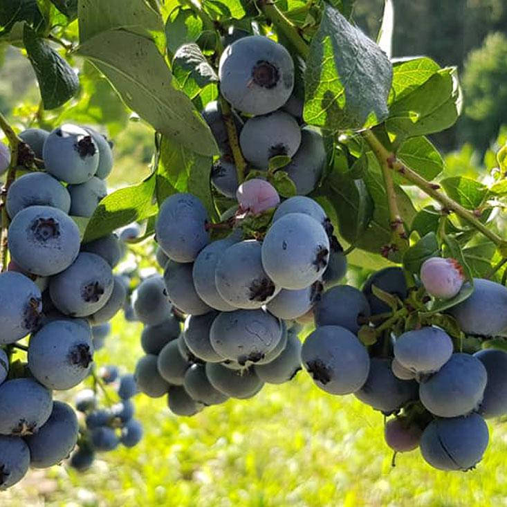 

Голубика Нельсон средне-поздняя, Vaccinium corymbosum Nelson