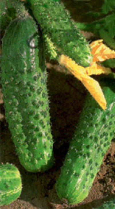 

Огурец Аякс F1