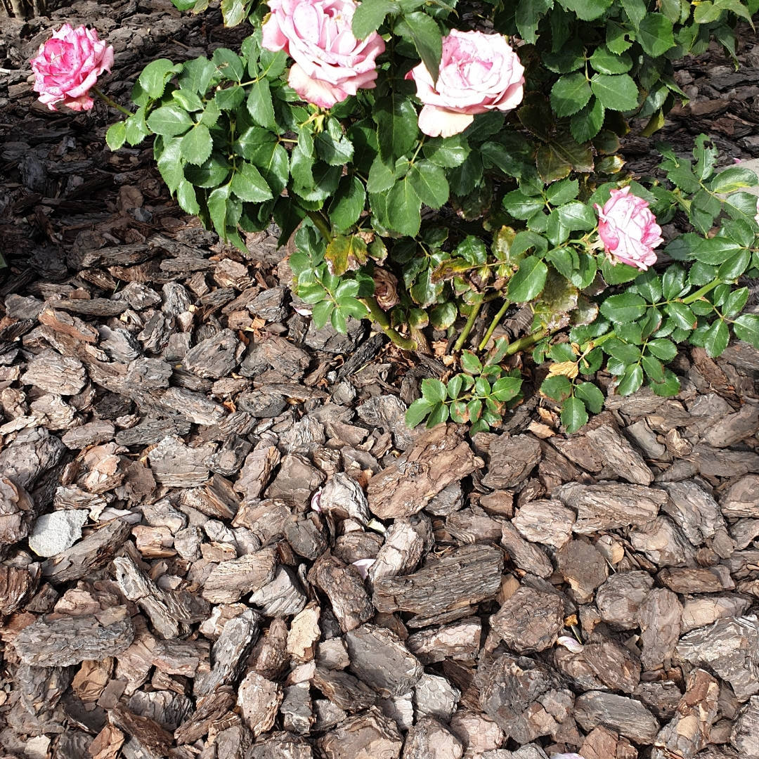 

Кора сосновая в мешках (мешок 50 л), есть фракция 5-10 см и 15-20 см