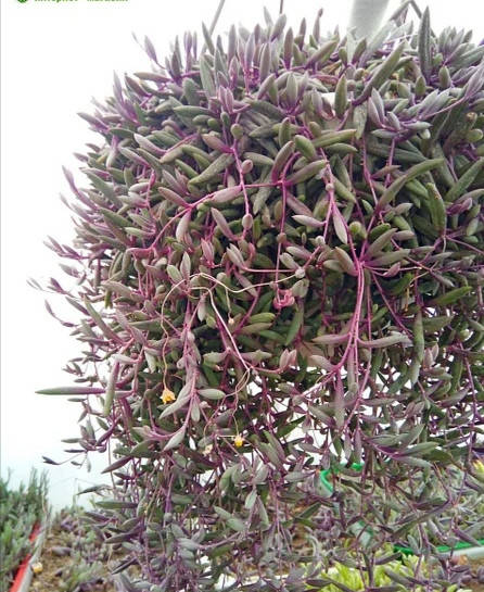 

Отонна капська /Оттона капська/Othonna capensis/100гр горщик
