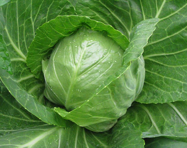 

Семена капусты Этма F1 \ Jetma F1 1000 семян Rijk Zwaan